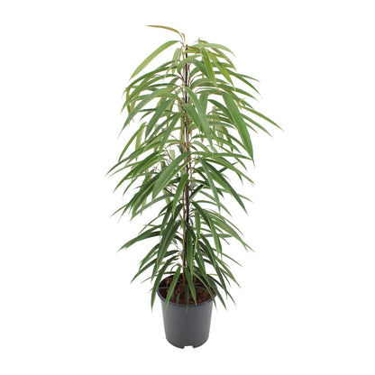 Ficus Binnendijkii Alii - Ø21cm - ↕80cm - Pflanzfix24.de - Pflanzfix24.de