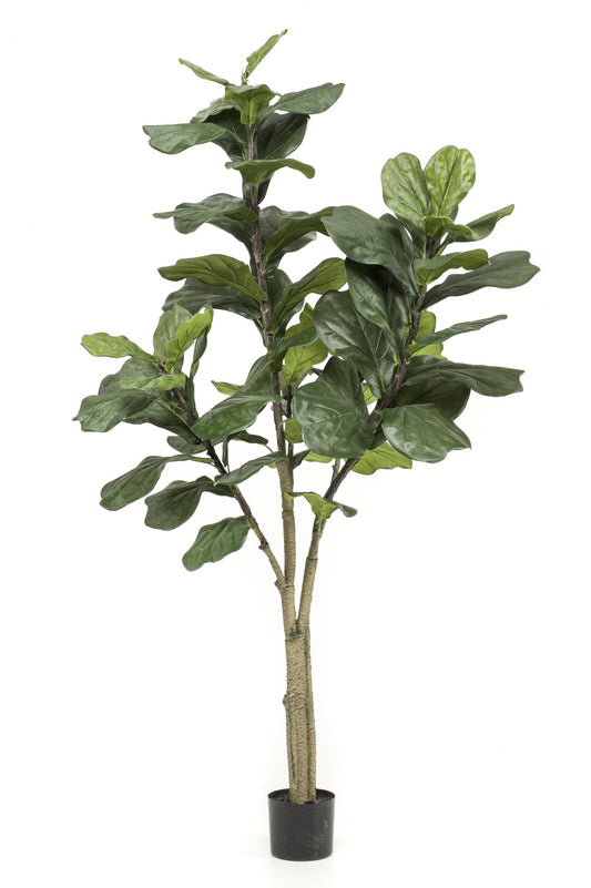 Ficus Lyrata Kunstpflanze 180cm – Tabakpflanze | Pflanzfix24.de - Pflanzfix24.de