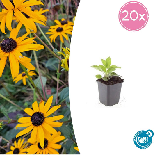 20x Rudbeckia fulgida 'Goldsturm' - Sonnenhut - Pflanzfix24.de - Pflanzfix24.de