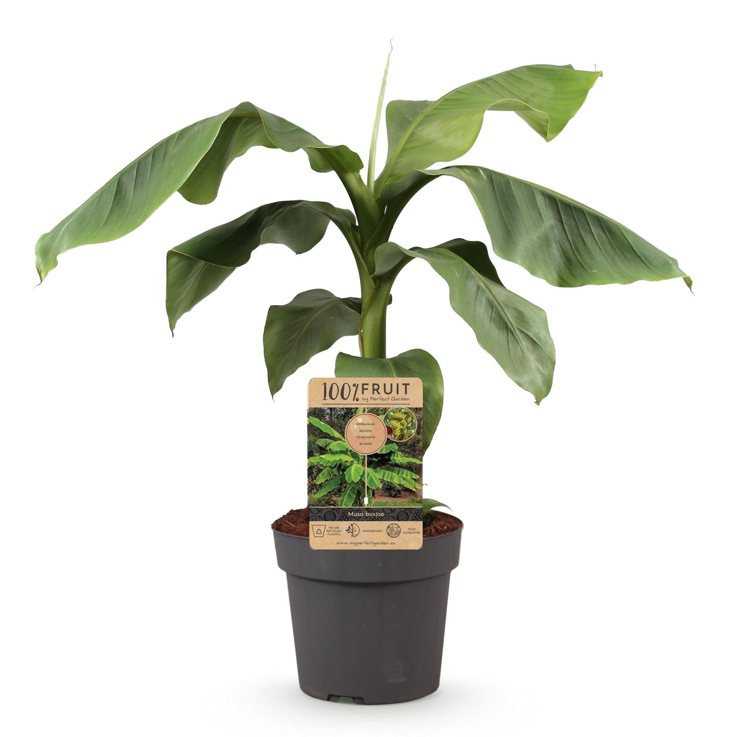 pflanzfix24 - Japanische Faserbanane - Musa Basjoo - Winterhart - Topf 21cm Höhe 90cm