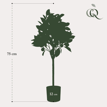 Citrus Sinensis Kunstpflanze 75 cm – Orangenbaum | Pflanzfix24.de - Pflanzfix24.de