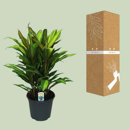 Cordyline Fruticosa Kiwi - Ø19cm - ↕55cm - Pflanzfix24