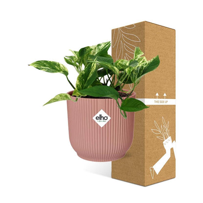 Scindapsus Marble Queen 14cm ELHO Vibes Fold - Pflanzfix24