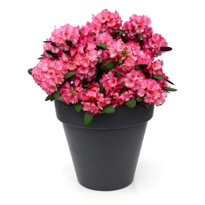 Rhododendron 'Wine & Roses' - Ø13cm - ↕20cm - Pflanzfix24