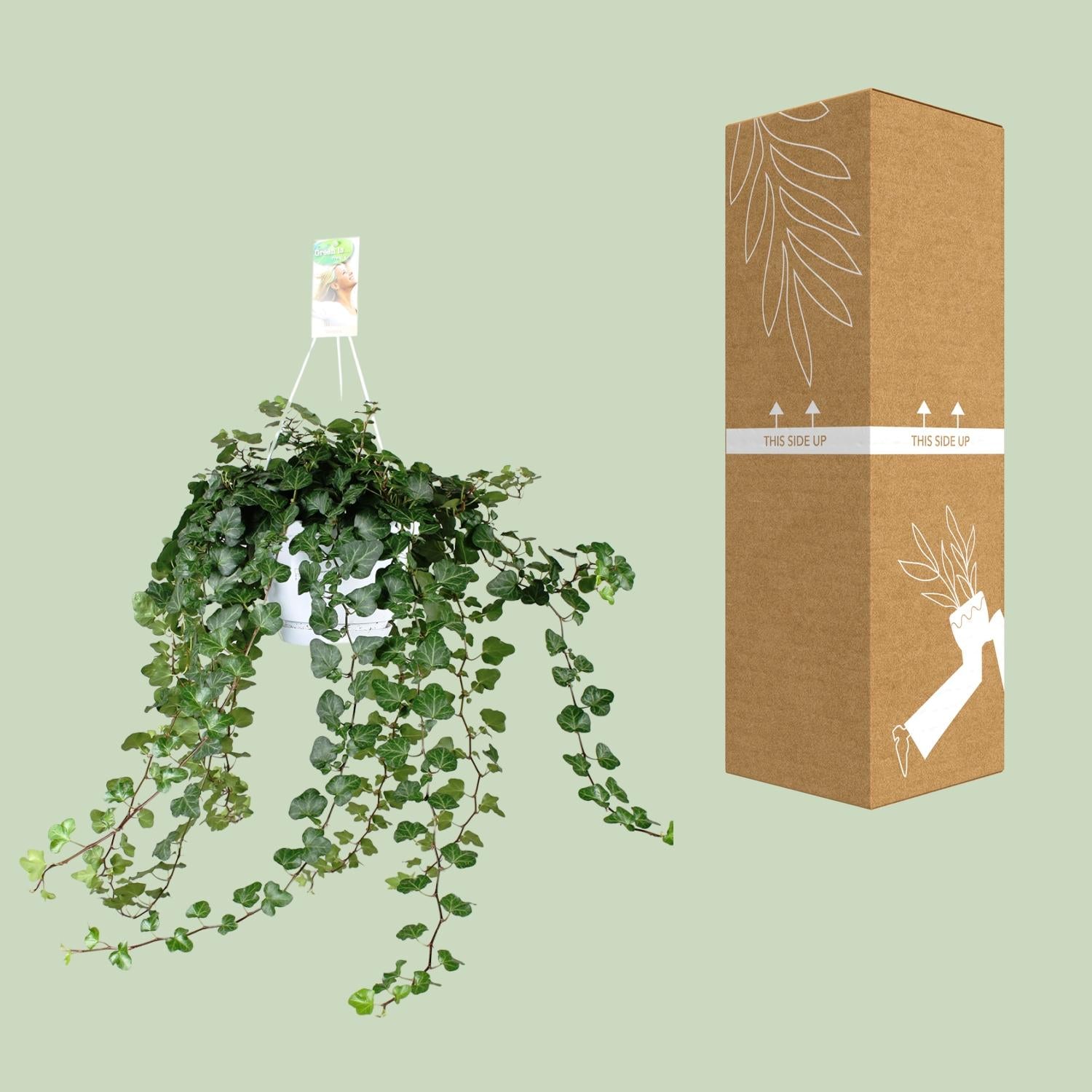 Hedera Wonder Green - Ø24cm - ↕70cm - Ø17 - ↨70cm - Pflanzfix24.de - Pflanzfix24.de