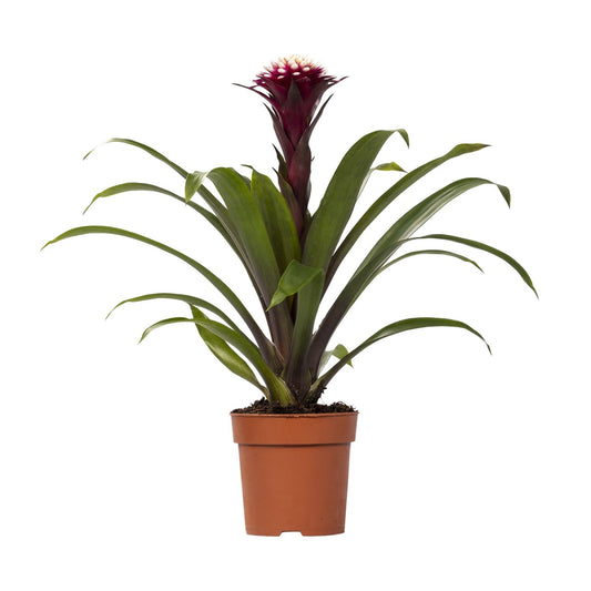Guzmania Fransesca - Ø12 ↕45 | Pflanzfix24