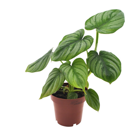 Philodendron Mamei - Ø12cm - ↕25cm bei Pflanzfix24