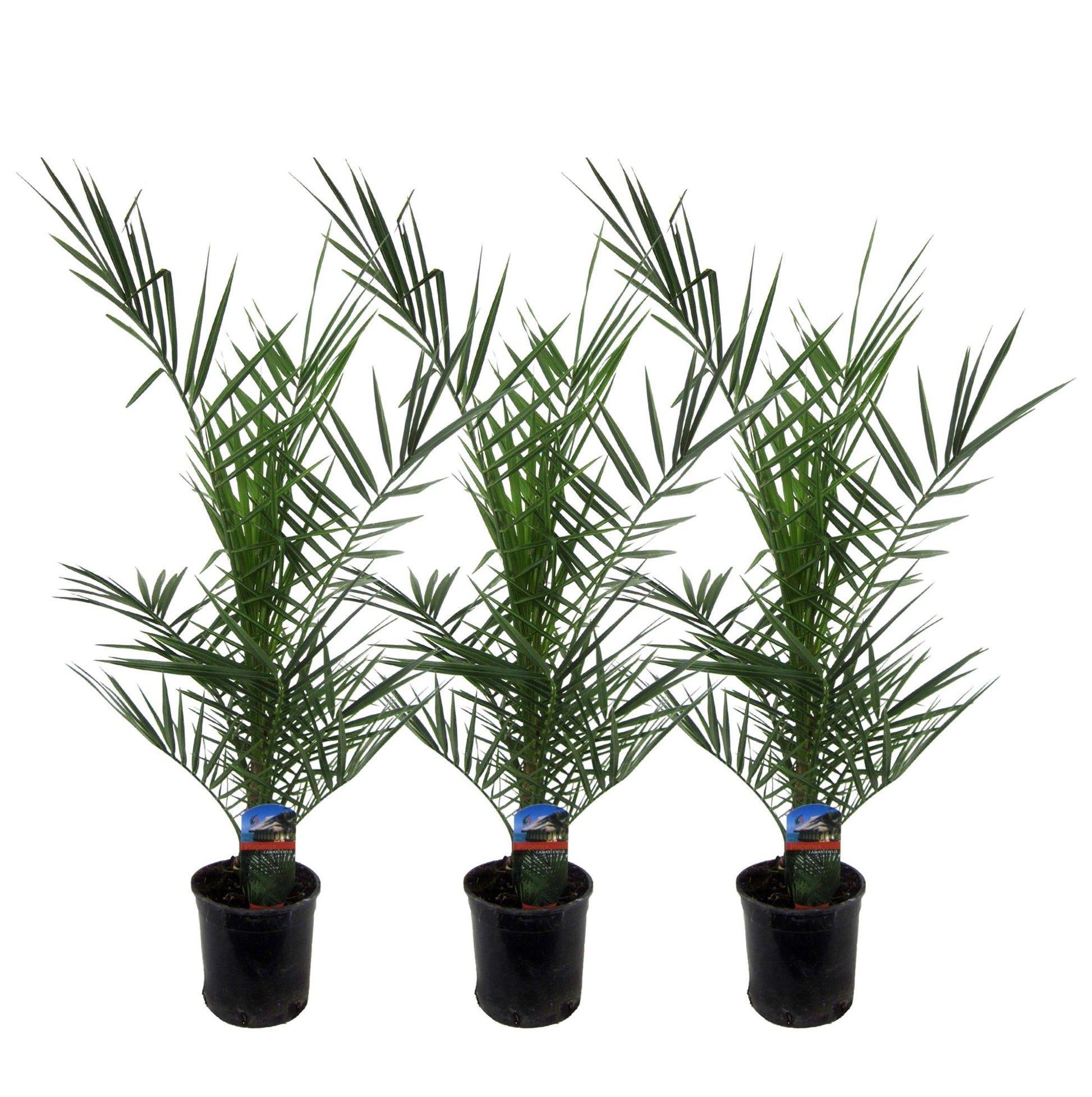 3x Phoenix Canariensis - 80 cm - Ø15 - Pflanzfix24.de - Pflanzfix24.de