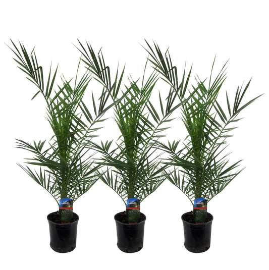3x Phoenix Canariensis - 80 cm - Ø15 - Pflanzfix24.de - Pflanzfix24.de