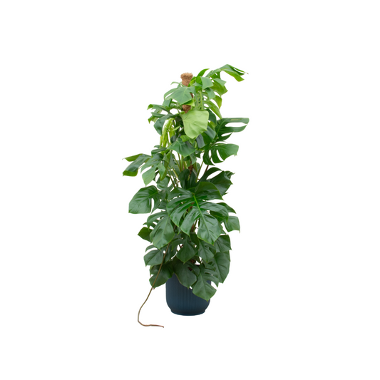 Combi-Deal - Monstera Pertusum XL mit elho Vibes Fold Round blau Ø30 - 150 cm - Pflanzfix24.de - Pflanzfix24.de