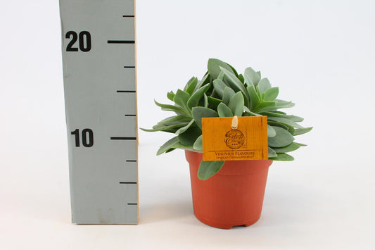 Senecio Cephalophorus - Ø10,5Senecio Cephalophorus 'Ruby Slippers' | Pflanzfix24.decm - ↕15cm - Pflanzfix24.de