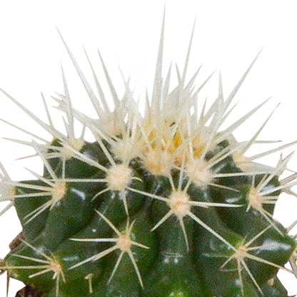Cactus en vetplanten Mischung 5,5 cm | 15 stück - in witte pot - Pflanzfix24.de - Pflanzfix24.de