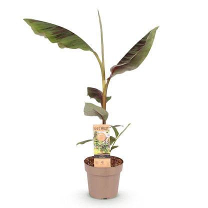 pflanzfix24 - Japanische Faserbanane - Musa Ever Red - Topf 21cm