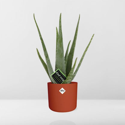 Aloe Vera 12cm ELHO b.for soft rond 14cm brique - Pflanzfix24