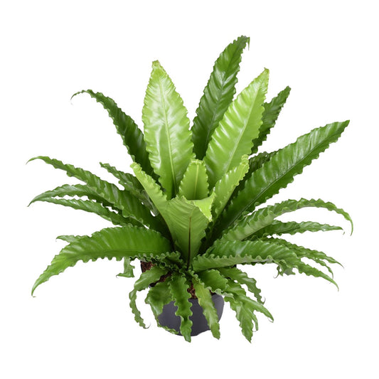 Asplenium Antiquum Osaka - Ø23cm - ↕60cm - Pflanzfix24.de - Pflanzfix24.de
