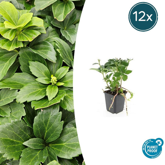 12x Pachysandra terminalis – immergrüner Bodendecker | Pflanzfix24.de - Pflanzfix24.de