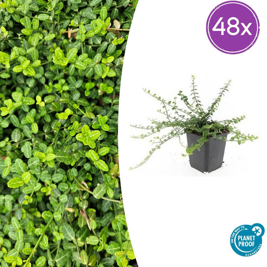 48x Euonymus fort. 'Minimus' - ↕10-25cm - Ø9cm - Pflanzfix24