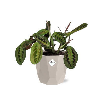 Maranta Leuconeura ‘Fascinator’ Tricolor in ELHO b.for rock 14 cm warm grey - Pflanzfix24