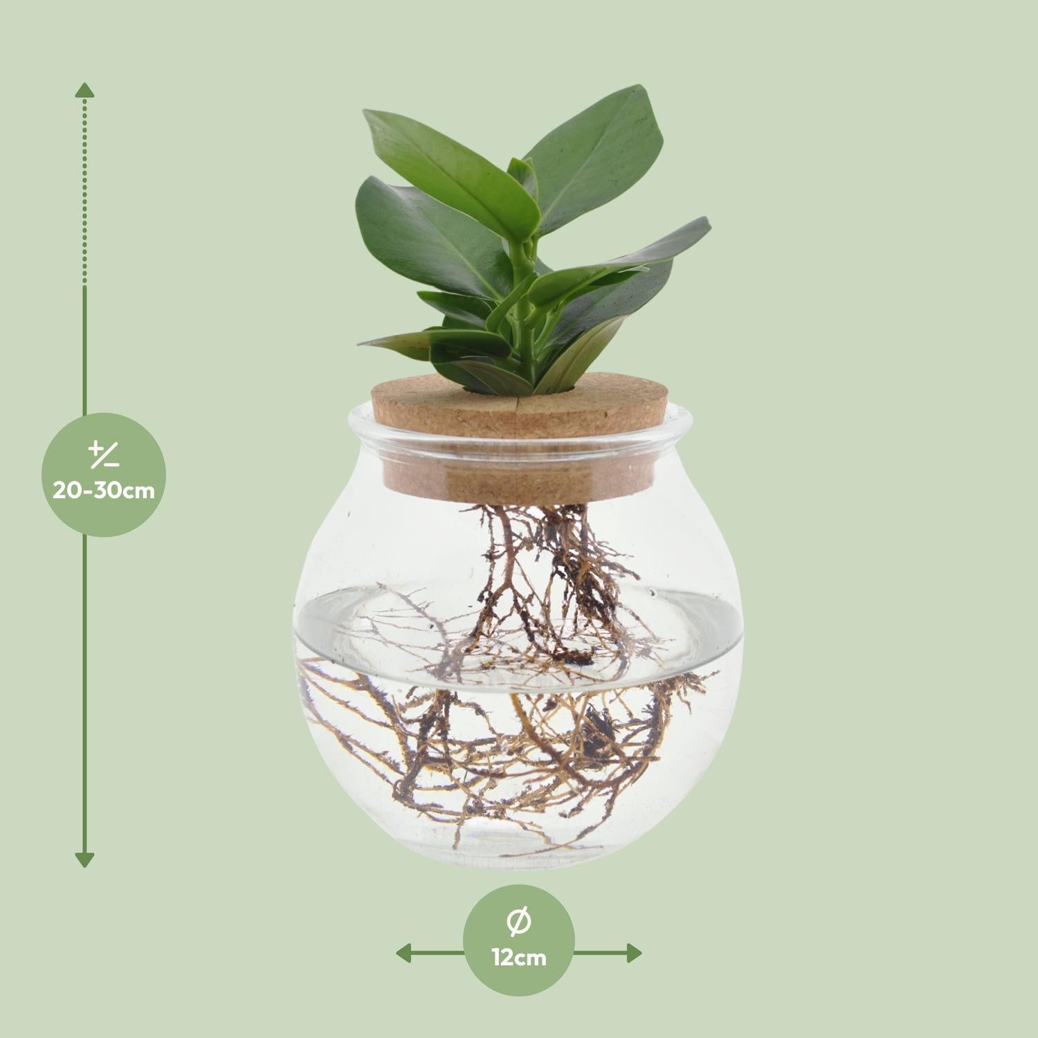Clusia In Bolglas + Klikkurk - Ø12cm - ↕30cm - Pflanzfix24.de - Pflanzfix24.de