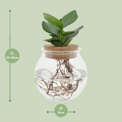 Clusia In Bolglas + Klikkurk - Ø12cm - ↕30cm - Pflanzfix24.de - Pflanzfix24.de
