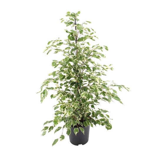 Ficus benjamina Twilight - Ø21cm - ↕95cm - pflanzfix24
