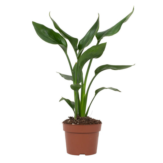 Strelitzia Reginae Paradiesvogelblume Ø12cm – Pflanzfix24