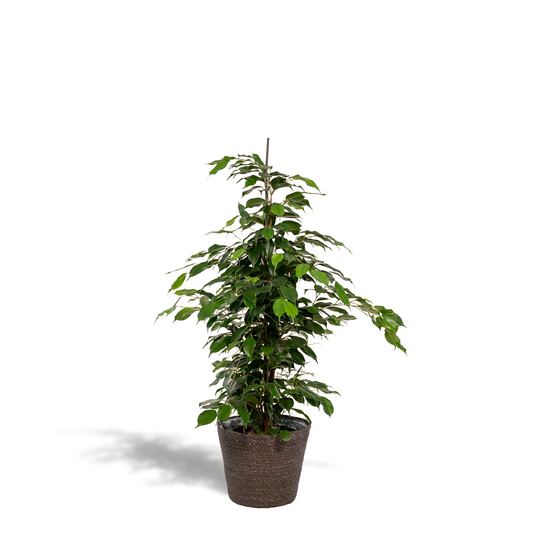 Ficus Benjamina Danielle - Ø21cm - ↕95cm + Korb Igmar - Pflanzfix24