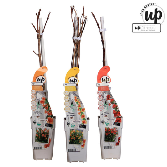 3x Campsis Summer Deal - Campsis Summer Jazz Fire Trumpet - Campsis Summer Jazz Gold Trumpet - Campsis Indian Summer - ↨65cm, Ø15cm - Pflanzfix24