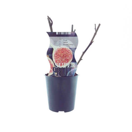 Ficus Brown Turkey (Feige) - Ø12cm - ↕30cm - Pflanzfix24