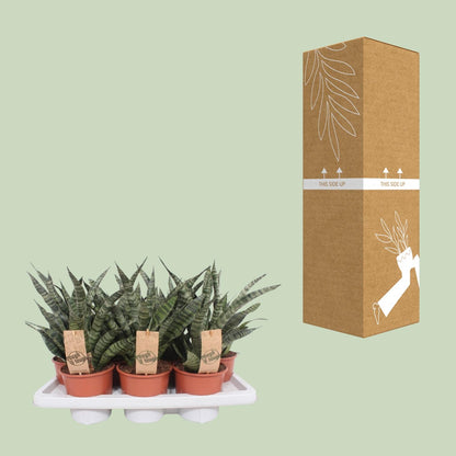 Sansevieria Diamond Green - Ø14cm - ↕40cm - Pflanzfix24