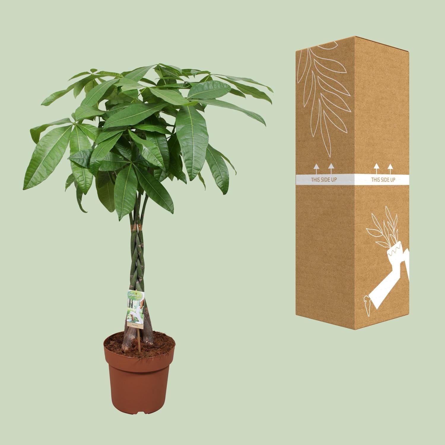 Pachira Aquatica Geldbaum Zimmerpflanze Ø24cm, 120cm hoch - Pflanzfix24.de - Pflanzfix24.de