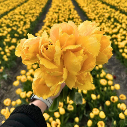 Flowerbulbs Amsterdam - Crystal Star - 15 Blumenzwiebeln - Pflanzfix24