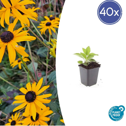 40x Rudbeckia fulgida 'Goldsturm' - Pflanzfix24.de - Pflanzfix24.de