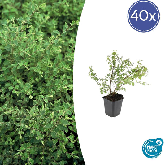 40x Symphoricarpos ch. 'Hancock' - pflanzfix24