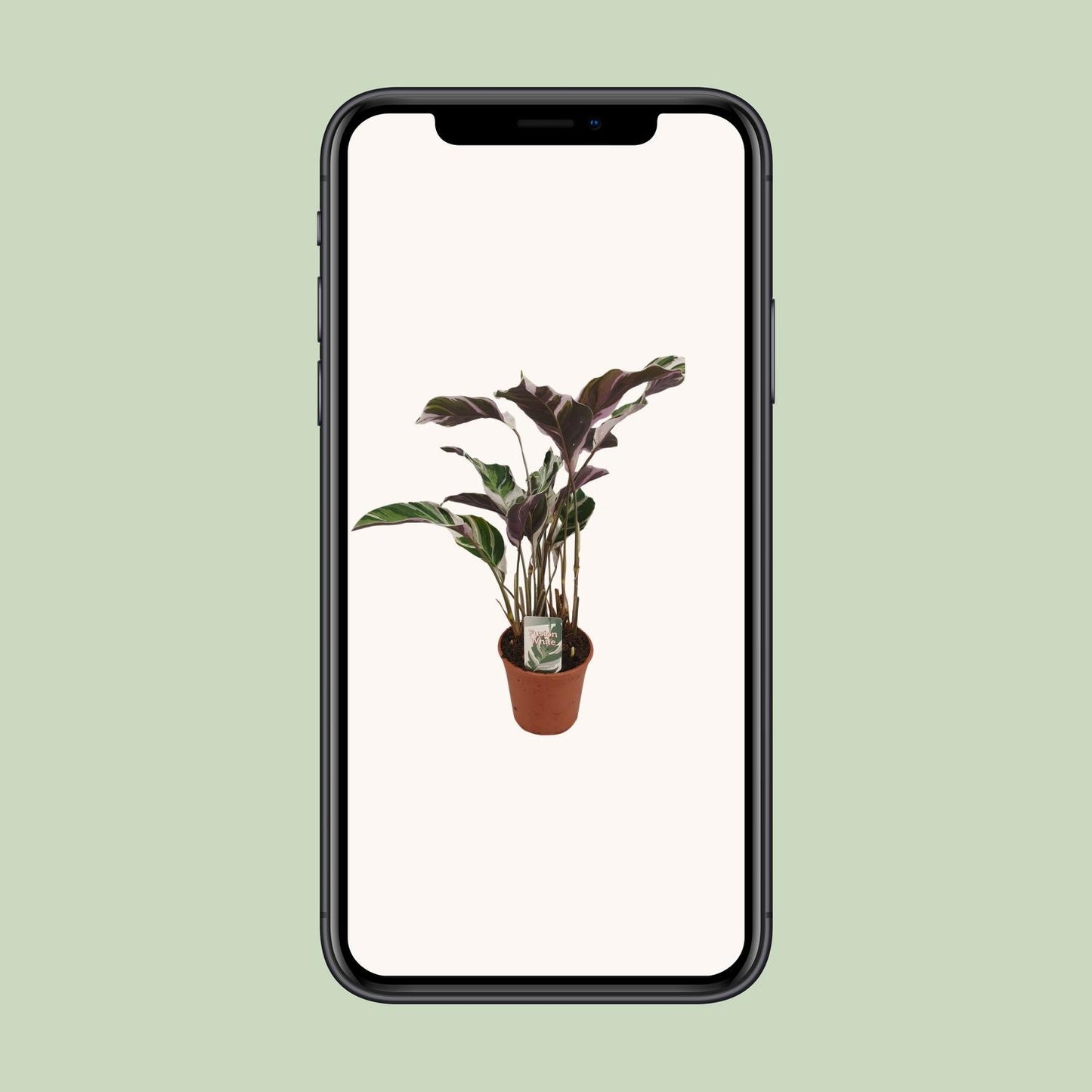 Calathea Fusion White Basic - Ø14cm - ↕40cm von Pflanzfix24