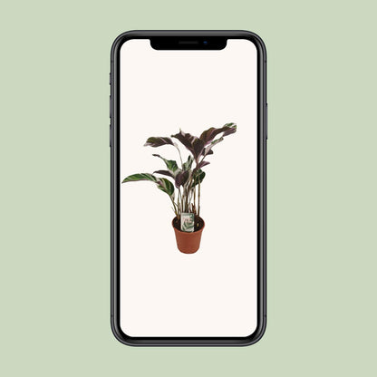 Calathea Fusion White Basic - Ø14cm - ↕40cm von Pflanzfix24