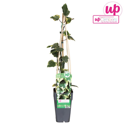 Hedera colchica 'Dentata Variegata' - Ø15cm - ↕65cm - Pflanzfix24.de - Pflanzfix24.de