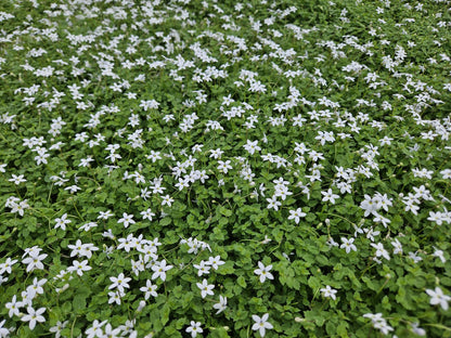 12x Isotoma fluviatilis 'Alba' – weißer Bodendecker | Pflanzfix24.de - Pflanzfix24.de