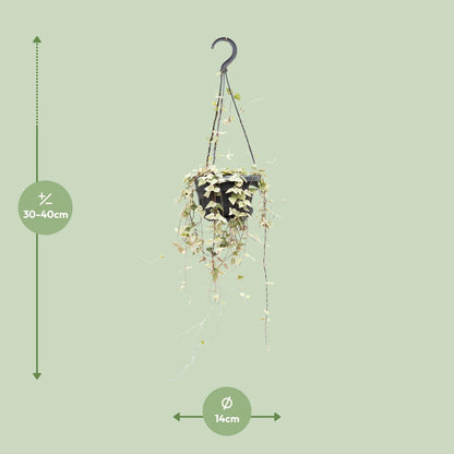 Ceropegia Woodii ssp.woodii - Ø14cm - ↕50cm - Pflanzfix24.de - Pflanzfix24.de