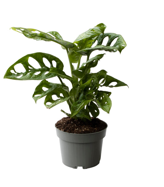 Monstera Obliqua 10,5 cm - Ø10cm - ↕25cm bei Pflanzfix24