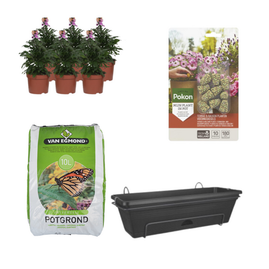 Balkonpflanzgefäß Schwarz DIY-Set - Erysimum Purple Glow - Pflanzfix24