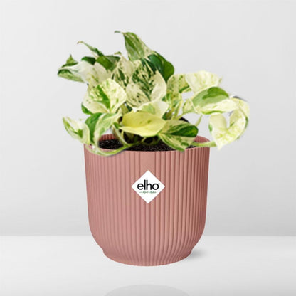 Epipremnum Pinnatum Happy Leaf in ELHO Vibes Fold 14cm roze bei Pflanzfix24