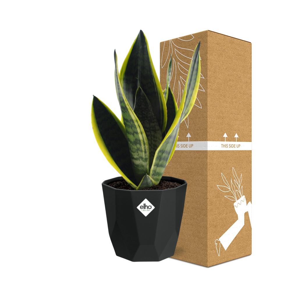 Sansevieria Futura Superba in 14cm b.for rock living black - Pflanzfix24