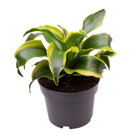 Dracaena Dragontree Tornado - Ø12 ↕24 - Pflanzfix24
