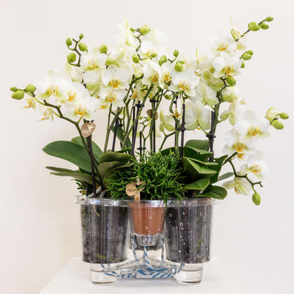 Kolibri Orchideen Set Weiß mit Wassertank – Pflanzfix24.de - Pflanzfix24.de