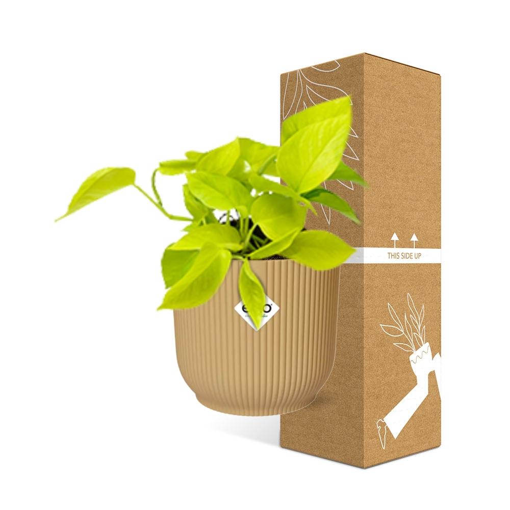 Epipremnum aureum 'Goldener Pothos' - pflanzfix24