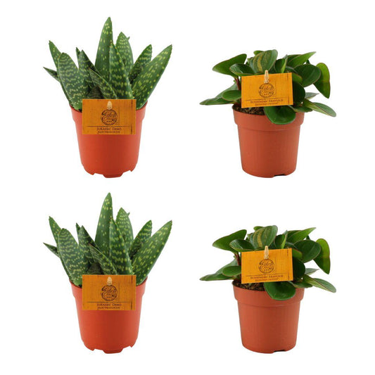 Aloe & Peperomia Set (4 Stück) Ø10,5cm | Pflanzfix24
