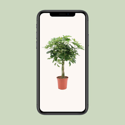 Schefflera Arboricola Nora - Ø19cm - ↕75cm - Pflanzfix24