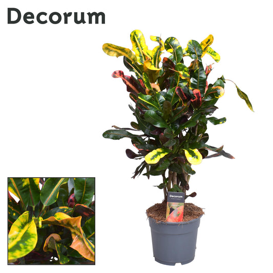 Croton Mammi - Ø17cm - ↕60cm bei Pflanzfix24