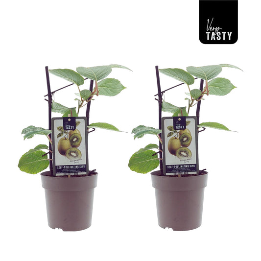 Actinidia Jenny (15007) - 2er Set - Pflanzfix24